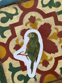 Aves do Cotidiano- adesivos de vinil
