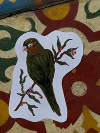 Aves do Cotidiano- adesivos de vinil