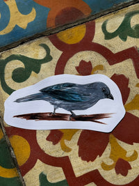 Aves do Cotidiano- adesivos de vinil