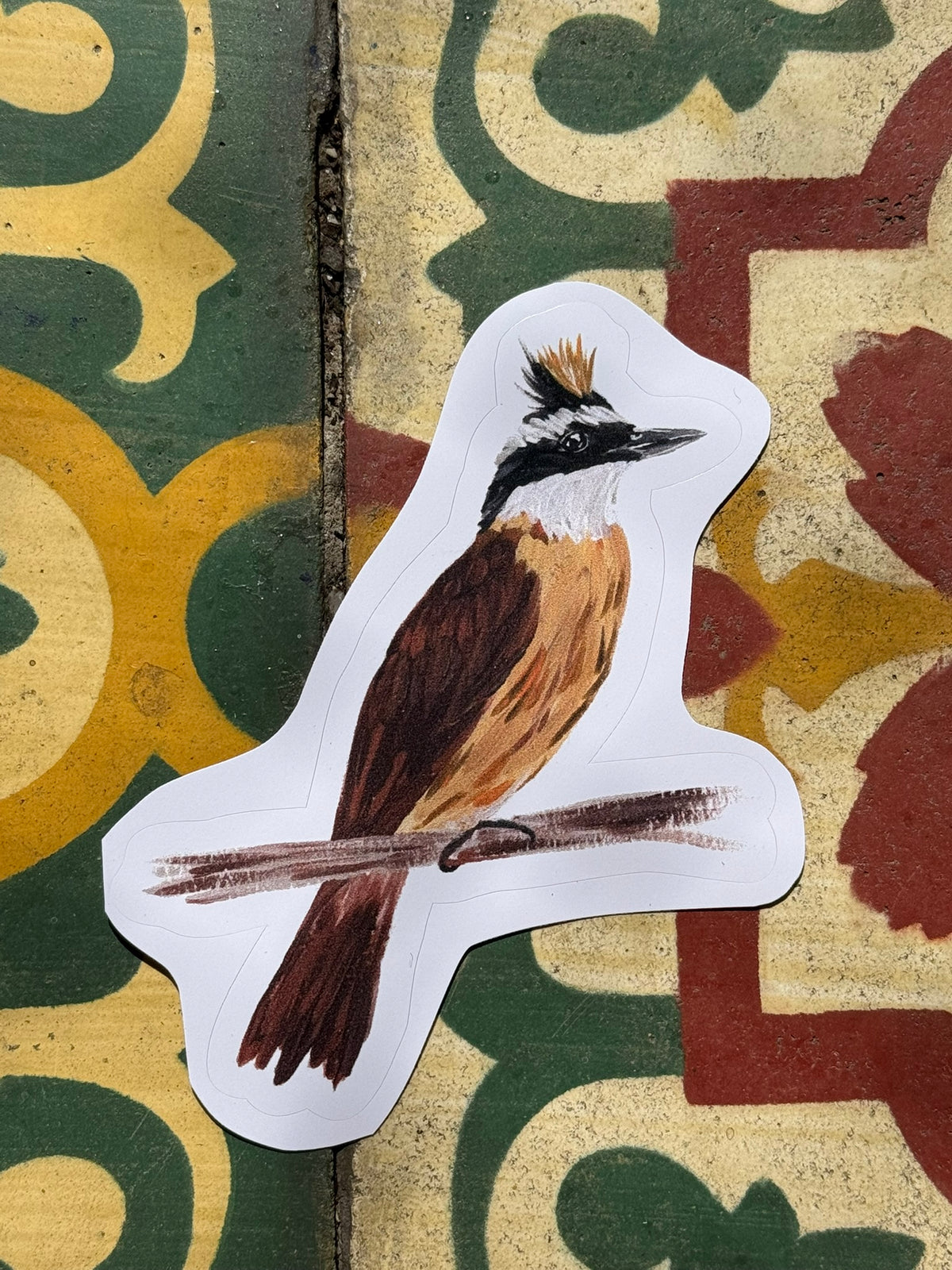 Aves do Cotidiano- adesivos de vinil