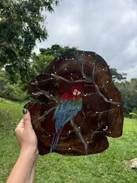 pintura de arara-vermelha em madeira de formato orgânico, feita à mão