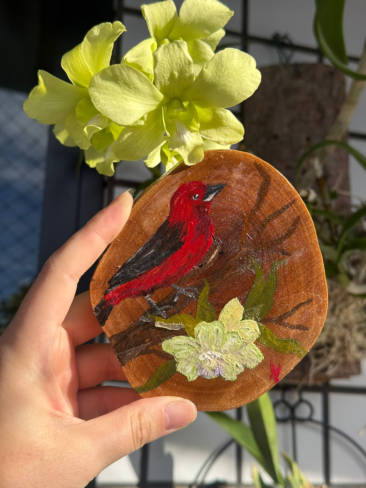 Tiê-Sangue em poda de goiabeira